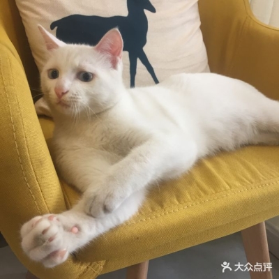 赤峰出售貓咪電話號(hào)碼多少號(hào)-第1張圖片