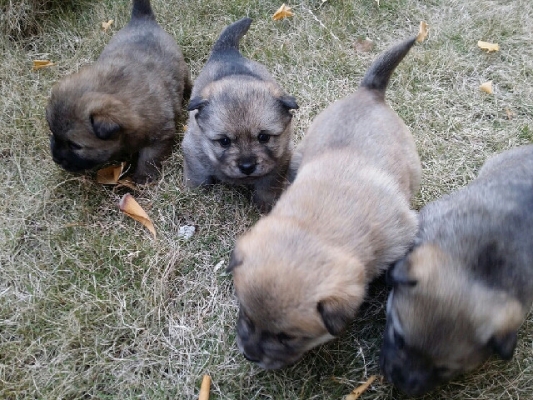 赤峰賣寵物土狗電話號(hào)碼多少-第1張圖片