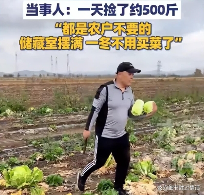 赤峰大白菜售賣店電話號(hào)碼-第1張圖片