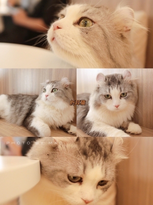 赤峰貓咖酒吧電話(huà)多少號(hào)-第1張圖片