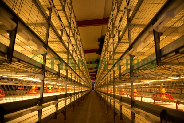 赤峰肉雞設(shè)備廠家電話號碼-第1張圖片