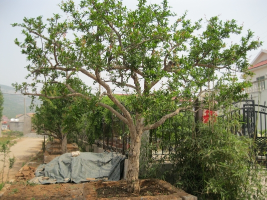 赤峰土球供應商電話號碼-第1張圖片