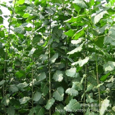 赤峰回收樹苗的地方電話號碼-第1張圖片