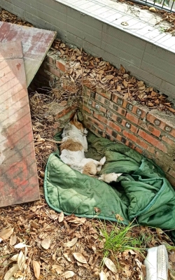 赤峰流浪狗救助中心電話號碼查詢2023年最新消息-第1張圖片