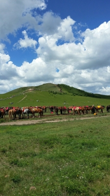 內(nèi)蒙古赤峰固定電話區(qū)號是什么-第1張圖片