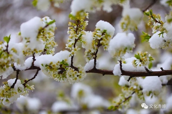 鴉鴻橋到赤峰大客的電話-第1張圖片