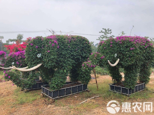 赤峰電子花籃批發(fā)基地電話號(hào)碼-第1張圖片