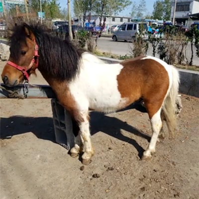 赤峰騎乘馬養(yǎng)殖基地電話多少-第1張圖片