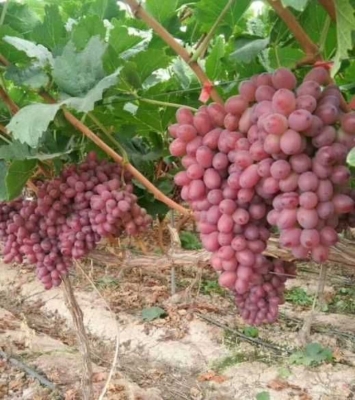 赤峰葡萄苗種苗產(chǎn)地電話是多少-第1張圖片