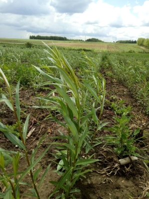 赤峰小柳賣房電話號(hào)碼查詢-第1張圖片