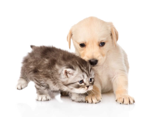 赤峰小貓小狗公司地址電話號(hào)碼-第1張圖片