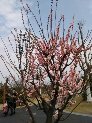 赤峰同城臘梅電話號(hào)碼查詢-第1張圖片