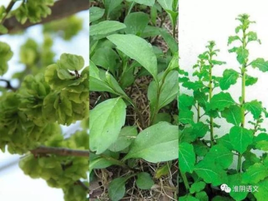 赤峰果園摘野菜電話號碼查詢-第1張圖片