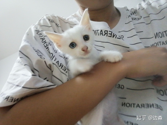 赤峰市小貓領養(yǎng)中心電話號碼-第1張圖片