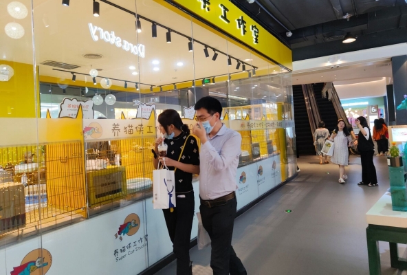 赤峰貓咪出租電話多少啊-第1張圖片