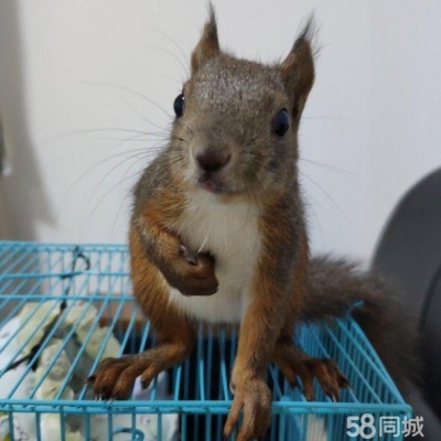 赤峰市貓咪出售群電話號(hào)碼-第1張圖片