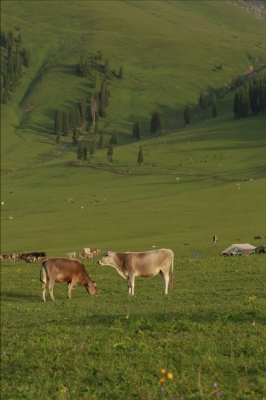 赤峰野營帳篷租賃電話號碼-第1張圖片