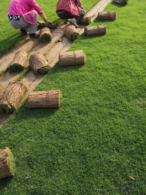 赤峰草皮廠家聯(lián)系方式電話號碼-第1張圖片