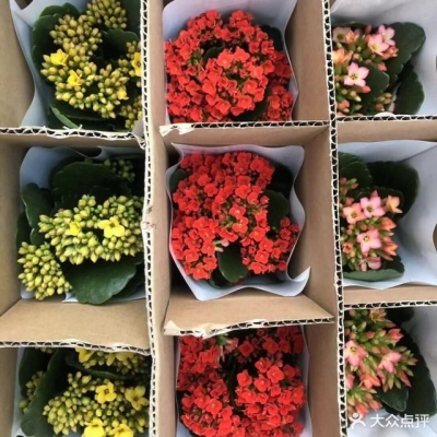 赤峰花卉買賣市場地址電話號碼-第1張圖片