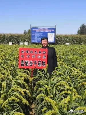 赤峰谷子銷售電話是多少號(hào)-第1張圖片