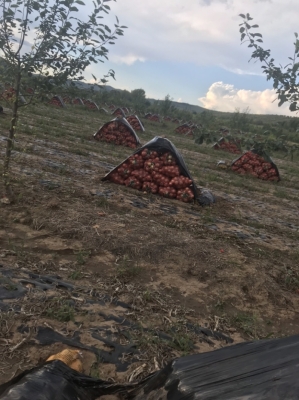 內蒙赤峰收購大蔥廠家電話號碼-第1張圖片