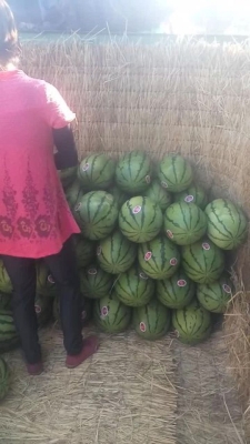 赤峰附近摘西瓜的地方電話號碼-第1張圖片