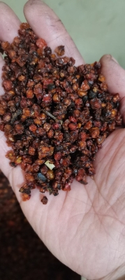 赤峰沙棘果收購廠家電話號碼-第1張圖片