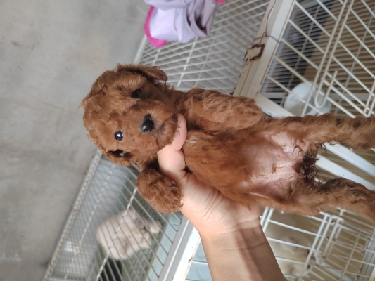 赤峰泰迪售賣電話號碼是多少-第1張圖片