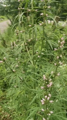 赤峰益母草收購電話號(hào)碼是多少-第1張圖片