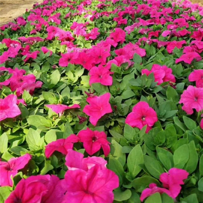 赤峰矮牽牛苗商家電話(huà)號(hào)碼-第1張圖片