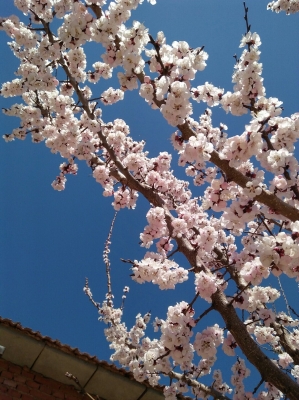 赤峰寧城太平洋保險(xiǎn)電話號(hào)碼-第1張圖片