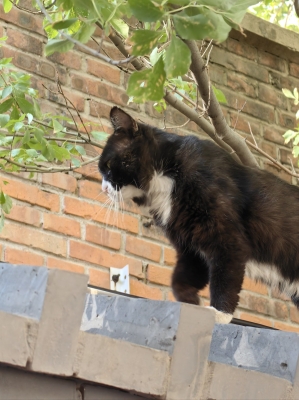 赤峰送水貓地址電話查詢號碼-第1張圖片