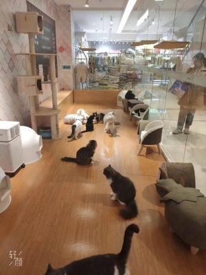 赤峰寵物店優(yōu)惠團(tuán)購(gòu)網(wǎng)電話號(hào)碼-第1張圖片