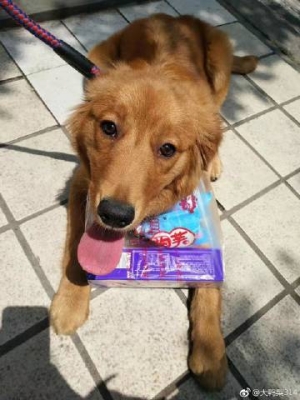 赤峰狗狗之家電話號碼查詢-第1張圖片