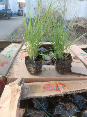 赤峰糖蜜批發(fā)電話(huà)號(hào)碼查詢(xún)-第1張圖片