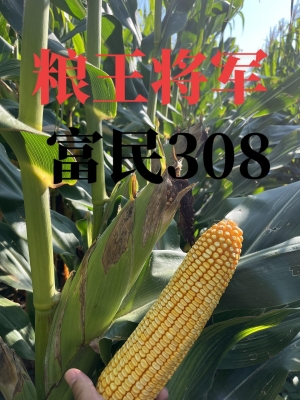 赤峰玉米大棒專賣店電話號碼-第1張圖片