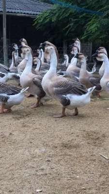 赤峰優(yōu)質(zhì)鵝苗批發(fā)電話號碼-第1張圖片