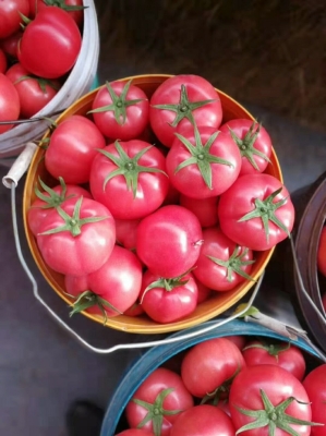 赤峰番茄之鄉(xiāng)-第1張圖片