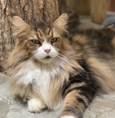 赤峰夢幻貓寵物店電話號碼-第1張圖片