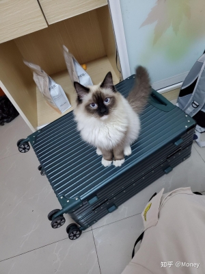 赤峰市貓咪出售電話地址查詢-第1張圖片