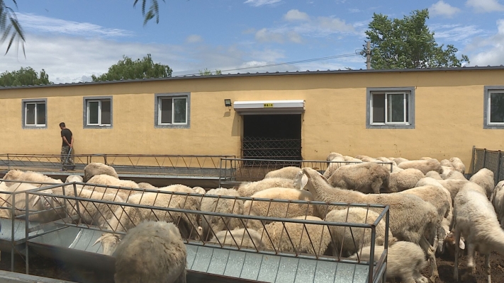 赤峰犬類養(yǎng)殖基地-第1張圖片