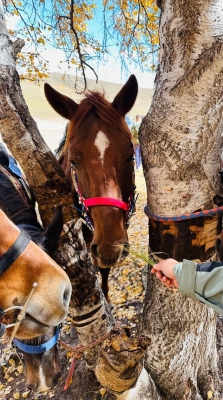 敖漢去赤峰拼車電話號(hào)碼-第1張圖片