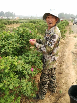 赤峰平陰玫瑰苗木基地電話(huà)號(hào)碼-第1張圖片