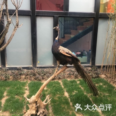 赤峰動(dòng)物餐廳電話(huà)多少號(hào)碼-第1張圖片