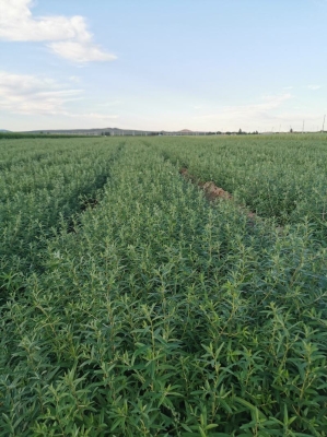 赤峰彩色蝦片批發(fā)電話地址查詢-第1張圖片