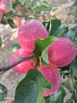 赤峰出售土狗電話號(hào)碼查詢地址-第1張圖片