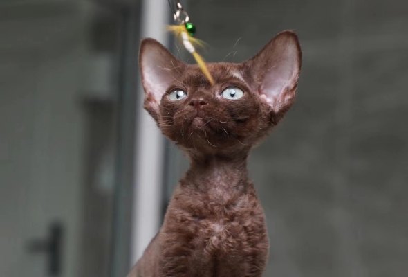 赤峰小貓免費(fèi)領(lǐng)養(yǎng)地址電話號(hào)碼-第1張圖片