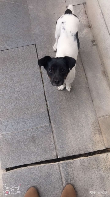 赤峰土狗售賣地點(diǎn)電話號(hào)碼查詢-第1張圖片