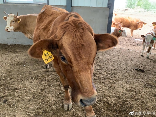 赤峰狗狗牽引車出租電話號(hào)碼-第1張圖片