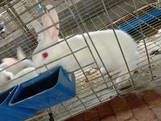 赤峰市種兔廠家電話號(hào)碼-第1張圖片